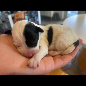 Meet your Posher, Lise